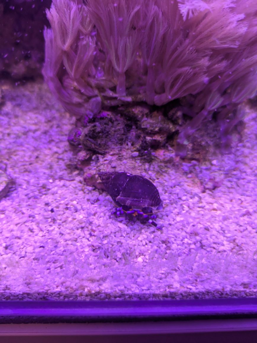 Krab pustelnik niebieskonogi