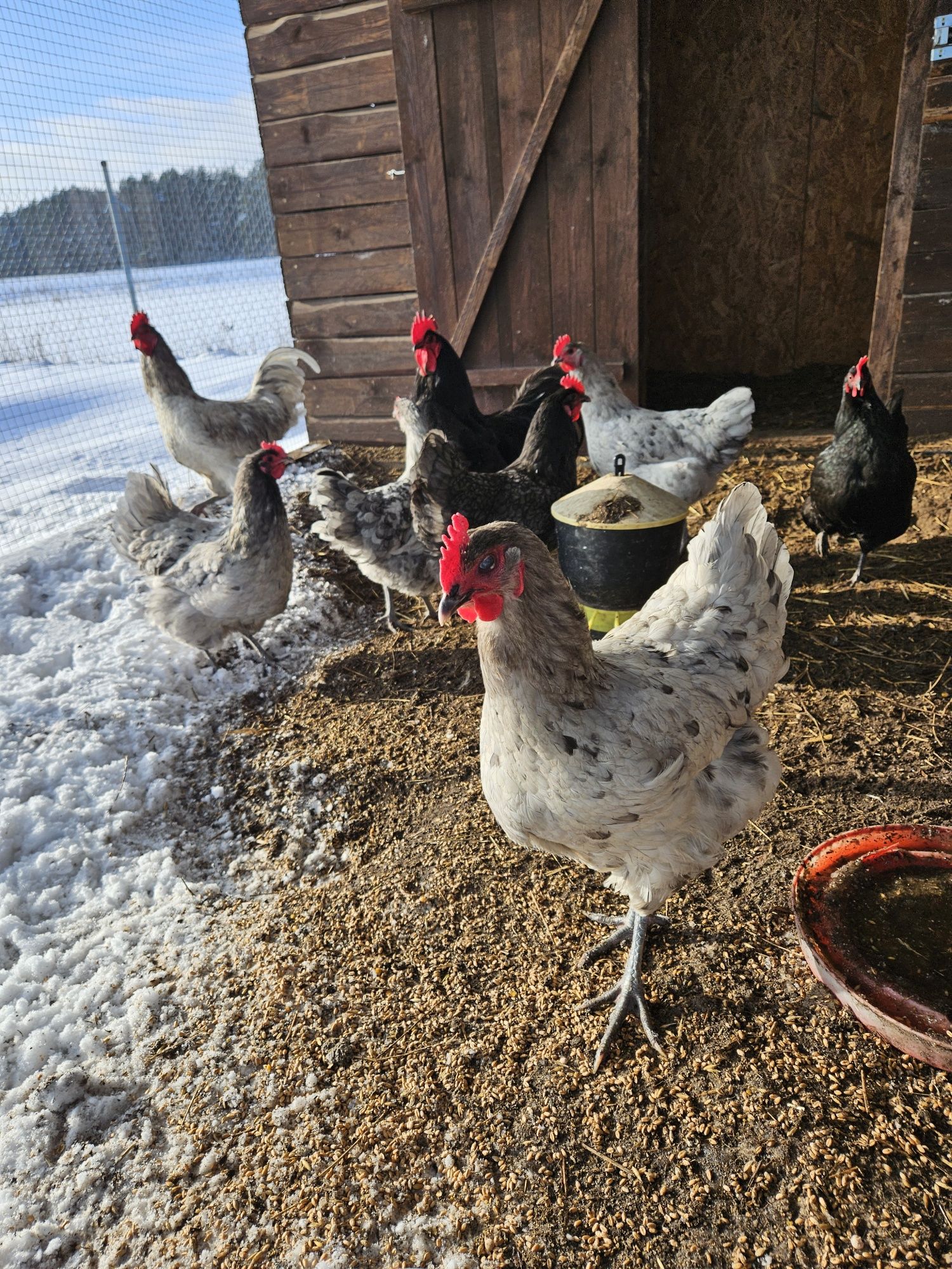 Jaja lęgowe australorp