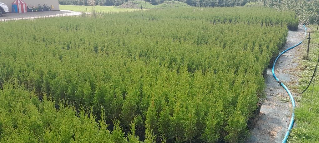 Tuja thuja szmaragd wys 60-80cm