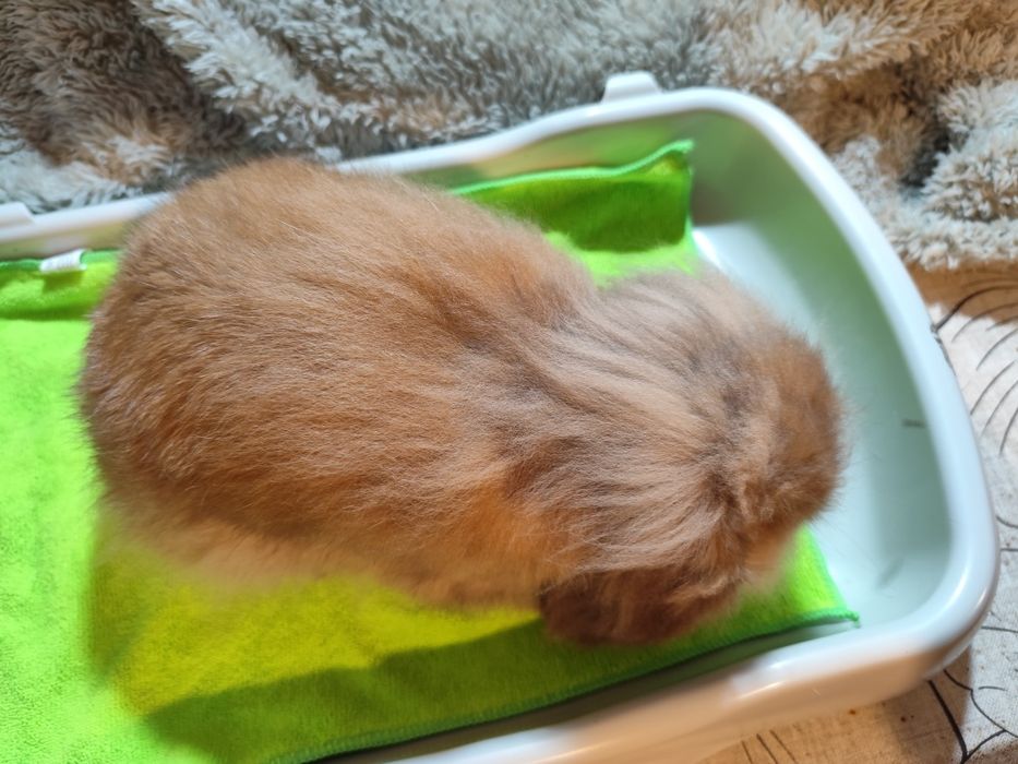 Coelho anão que parece um peluche!