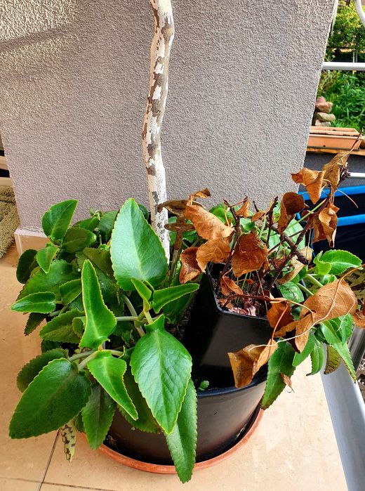 drzewko cytryny 15 lat