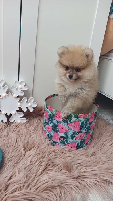 Pomeranian* szpic miniaturowy sunia***mega slodziak