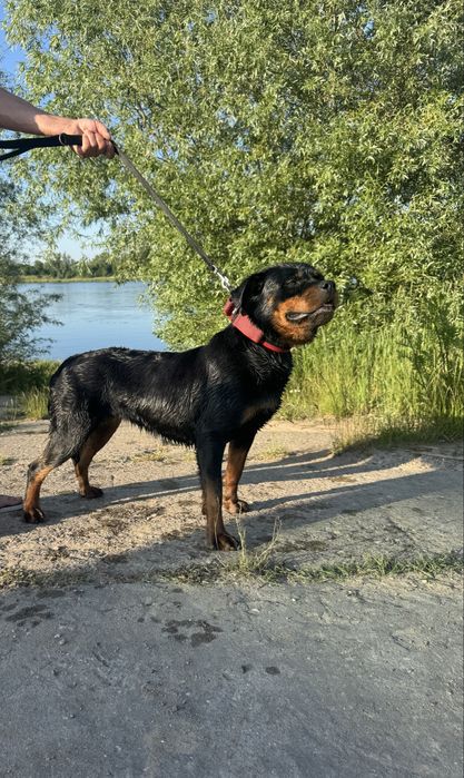 Rottweiler suczka