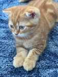 Шотланский котенок