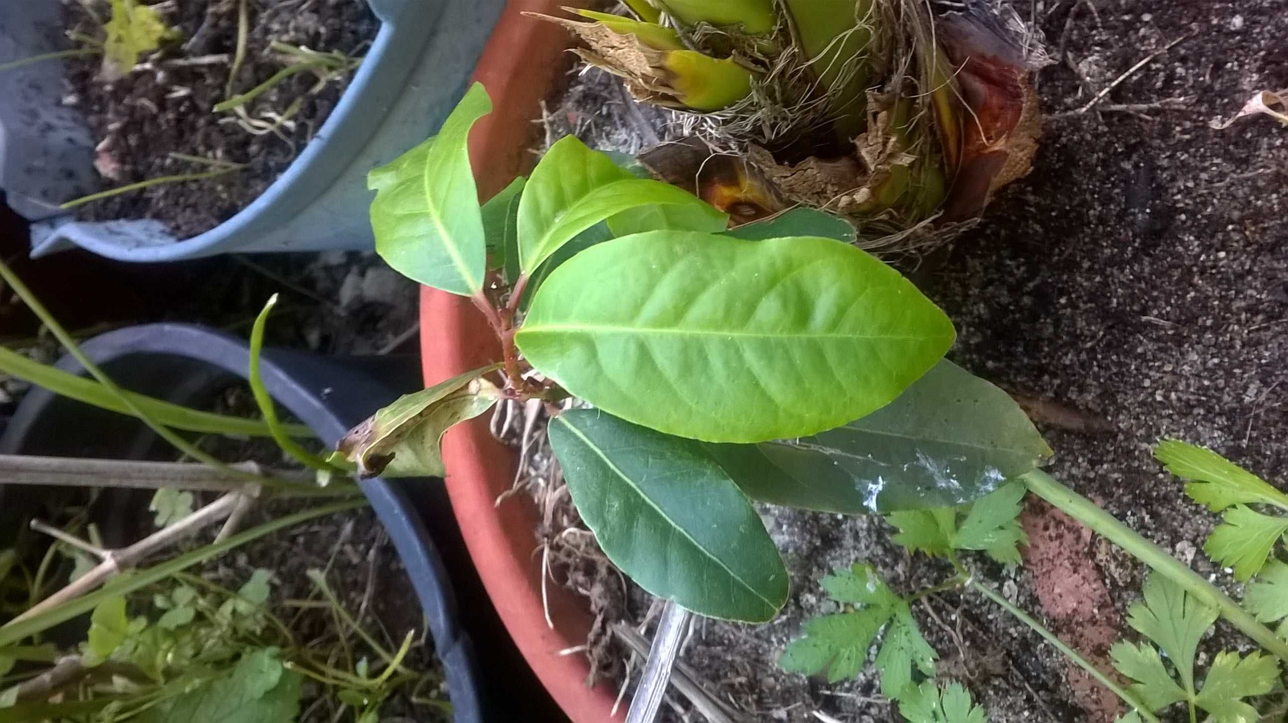 verde louro saude e cozinha