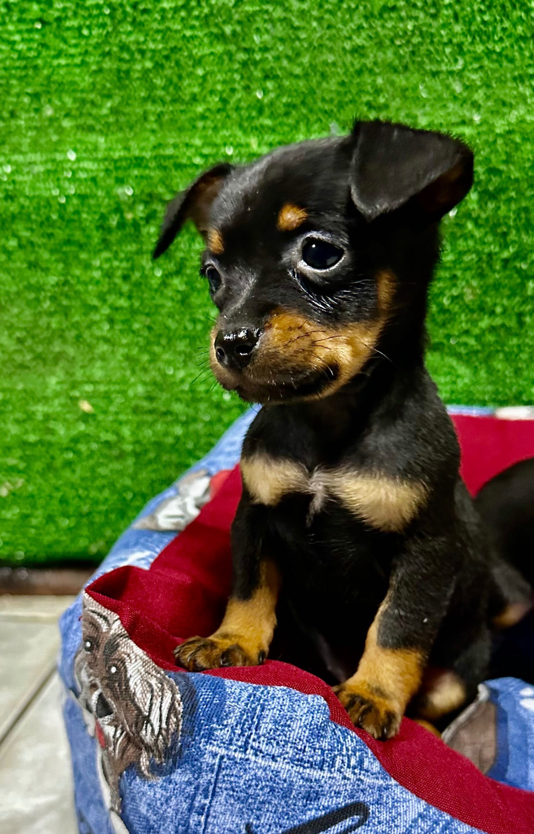Pinscher miniatura