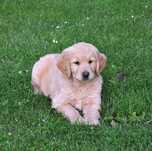 Golden retriever pieski