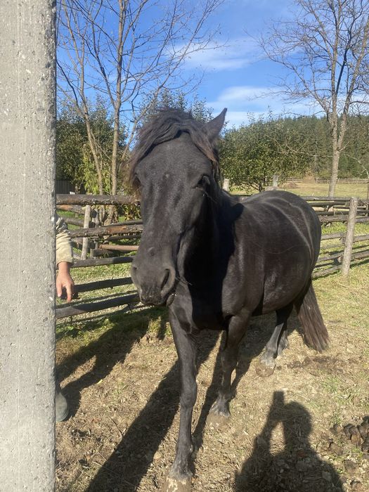 Продам кобилу жеребна