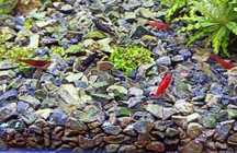Neocaridina Mix krewetek jako ekipa sprzątającą