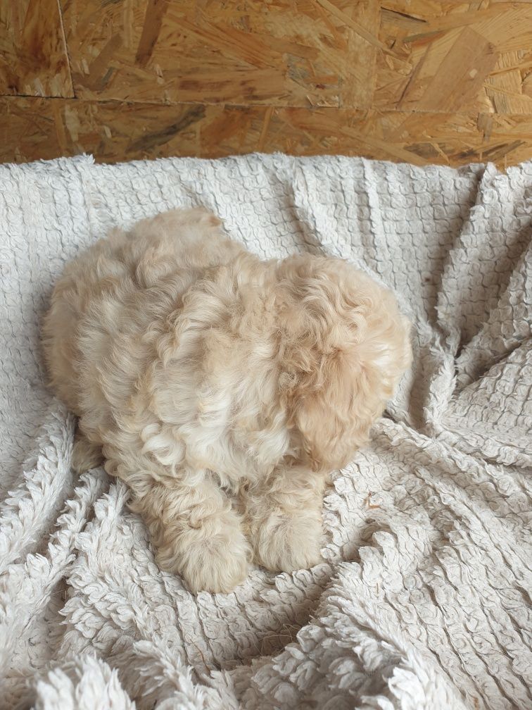 Bichpoo. Poochon. Chłopczyk Prince