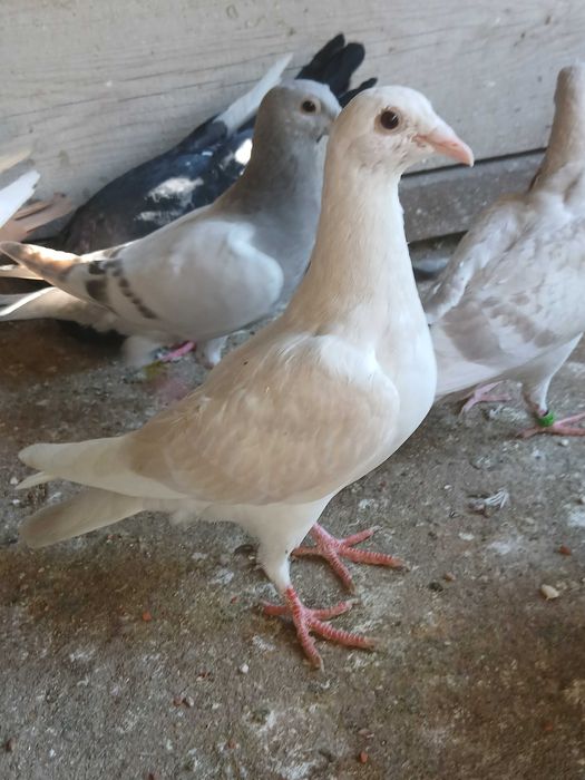 Lemon ,Lemony Gołębie, Gołąb