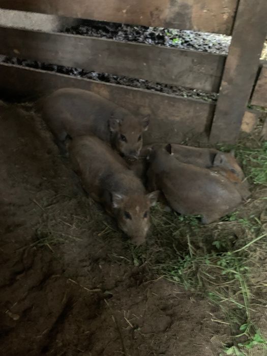 Продам поросяток корейські