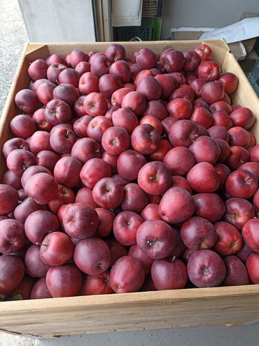 Jabłko różne odmiany