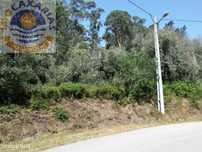 Terreno de oliveiras e pinhal.