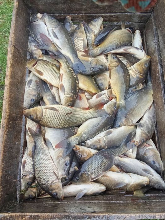 Продам живу рибу