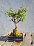 Bonsai (vários diferentes)
