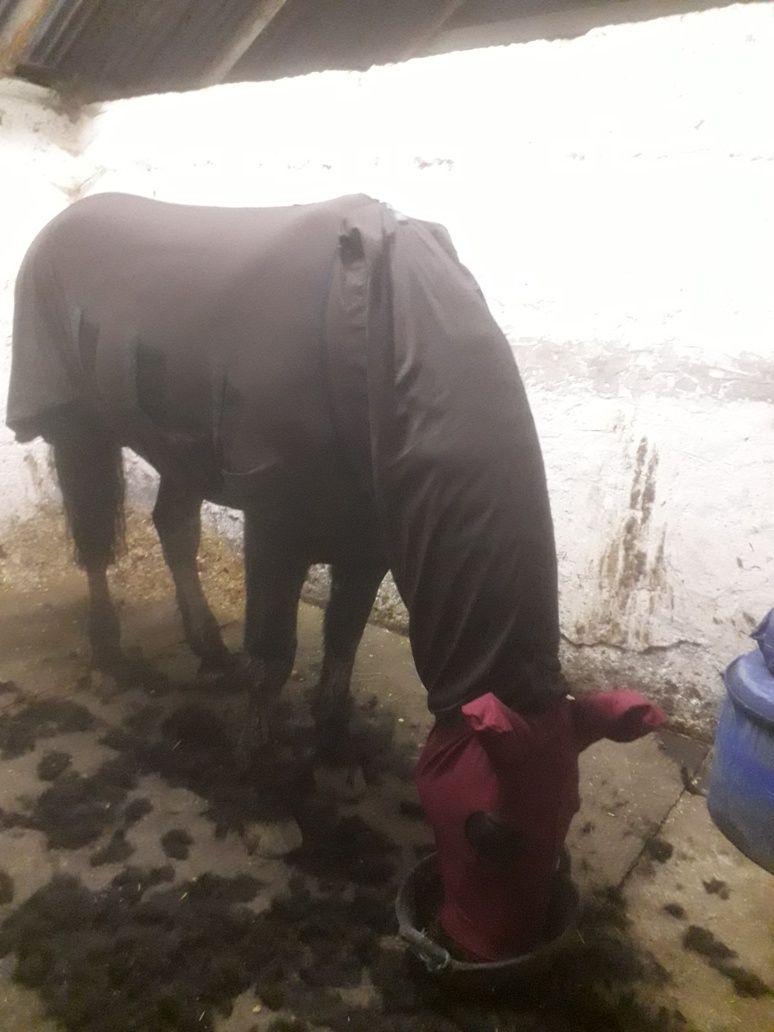 Derka z polaru snuggy hood ,155 cm (6'9) 6'9 )