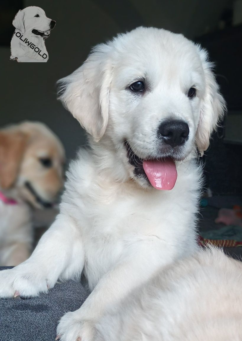 Golden retriever ZKwP FCI Gotowy do odbioru