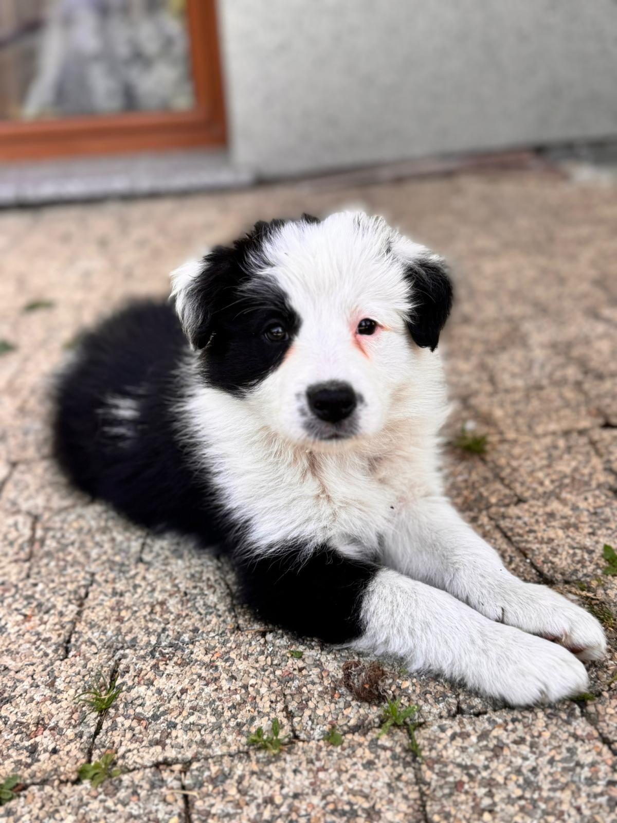 Border collie sunia szczeniak