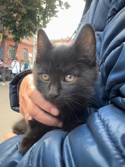 Віддам кошенят, 2 котика 1 кішечка