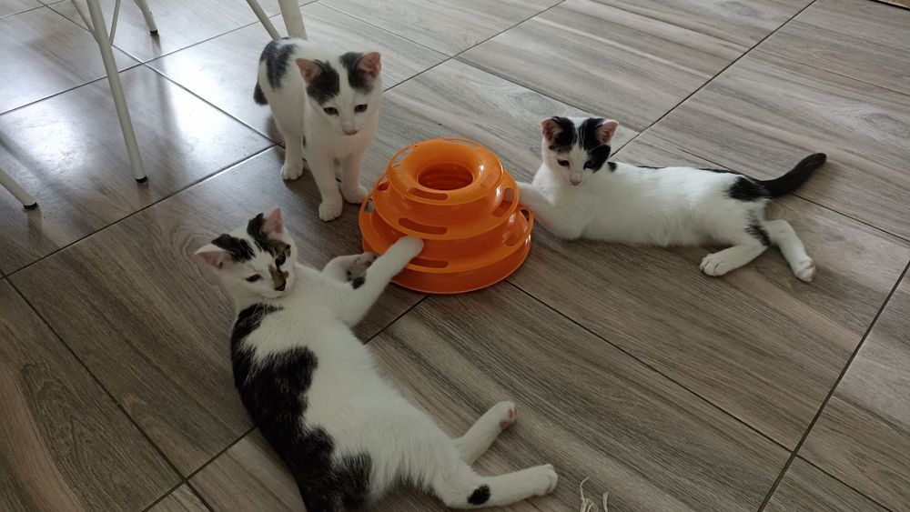 Kocięta szukają domu