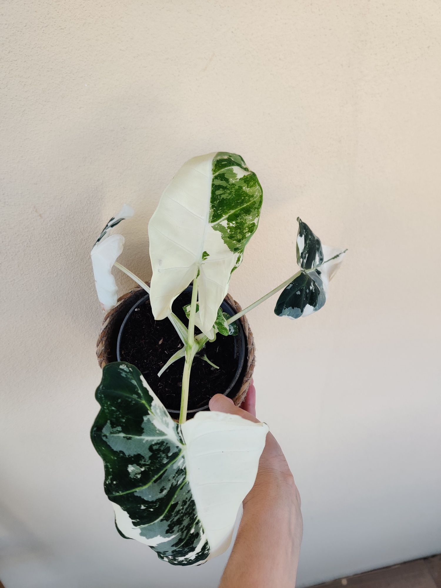Alocasia frydek variegata