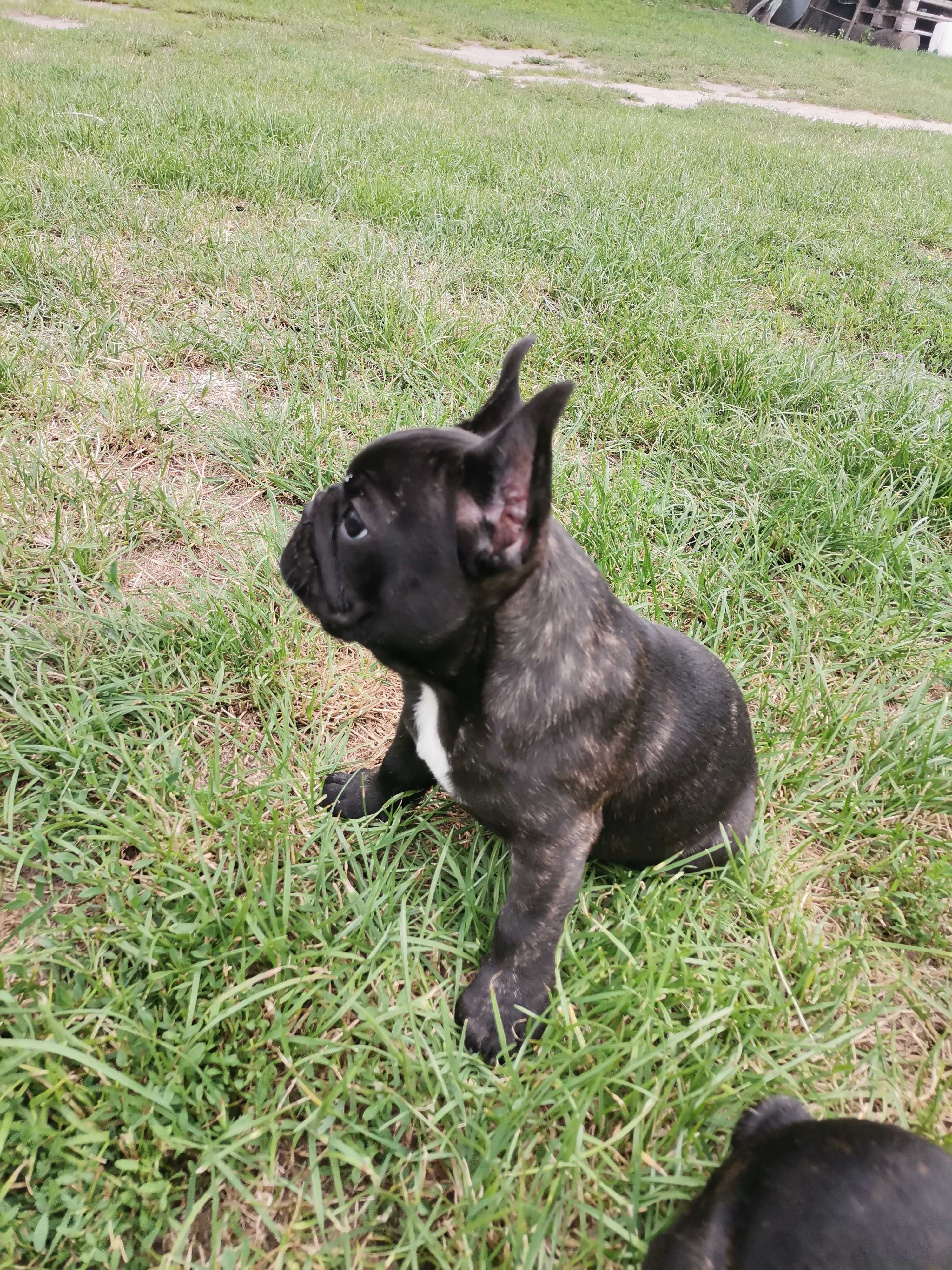 Buldog francuski piesek