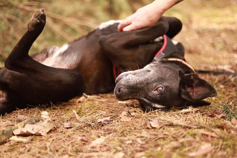 Trop melduje się na specer! Adoptujesz go?