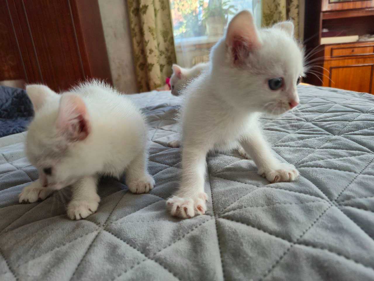 Відам білих котенят.Всі вони дівчата