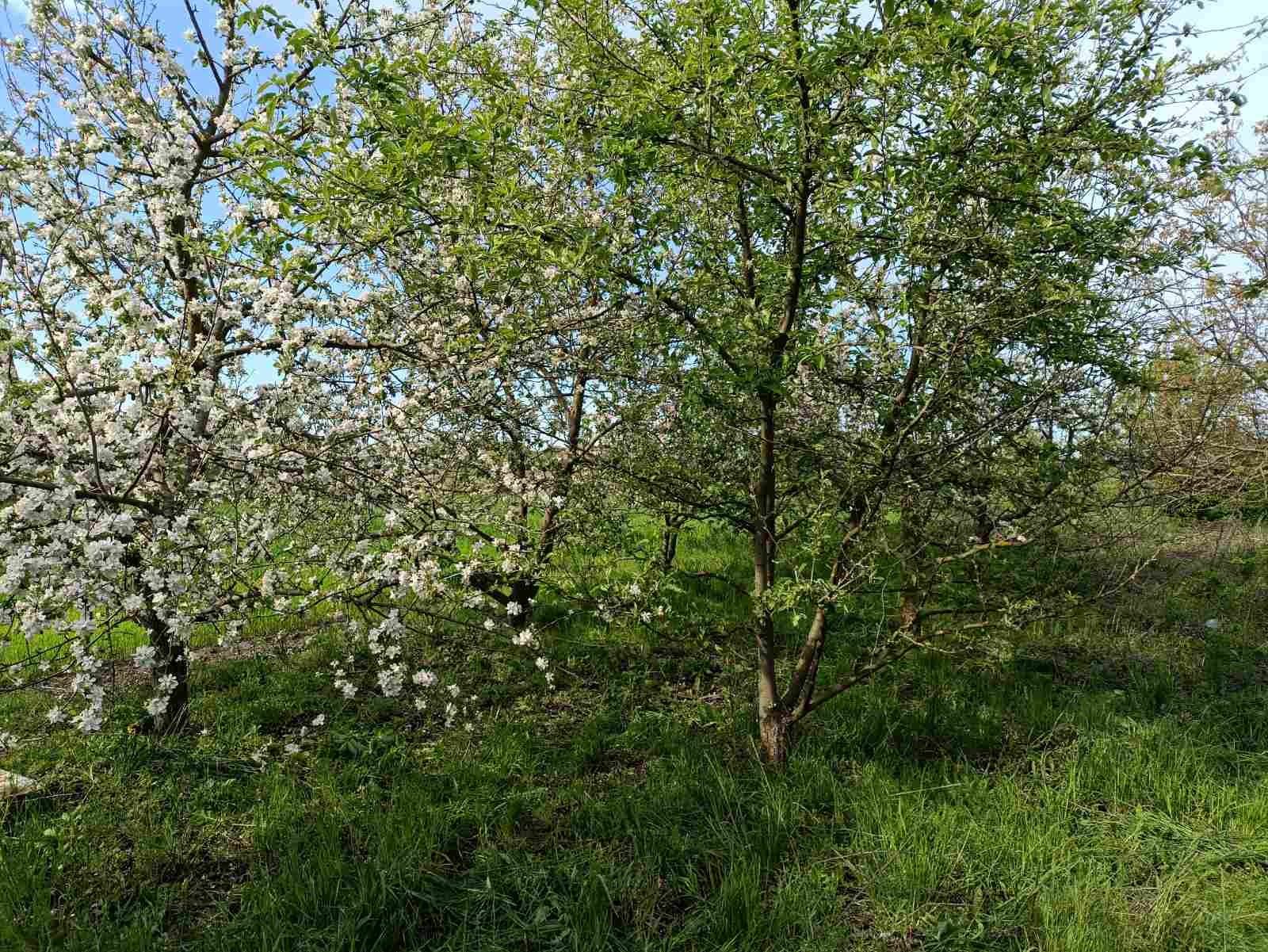 Продається хата обкладена цеглою в селі Мала Антонівка