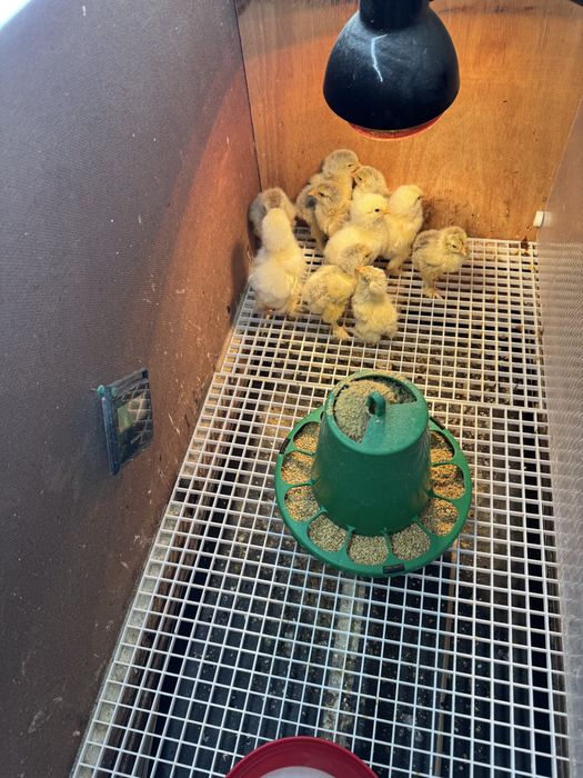 Pintainhos brahma leght dark