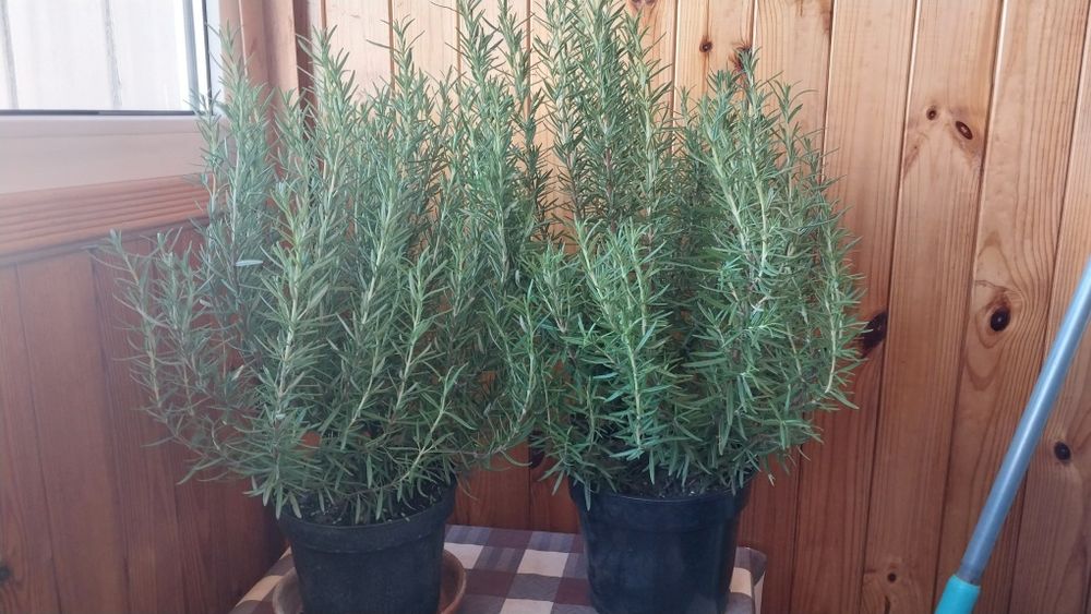 Розмарин в горщиках