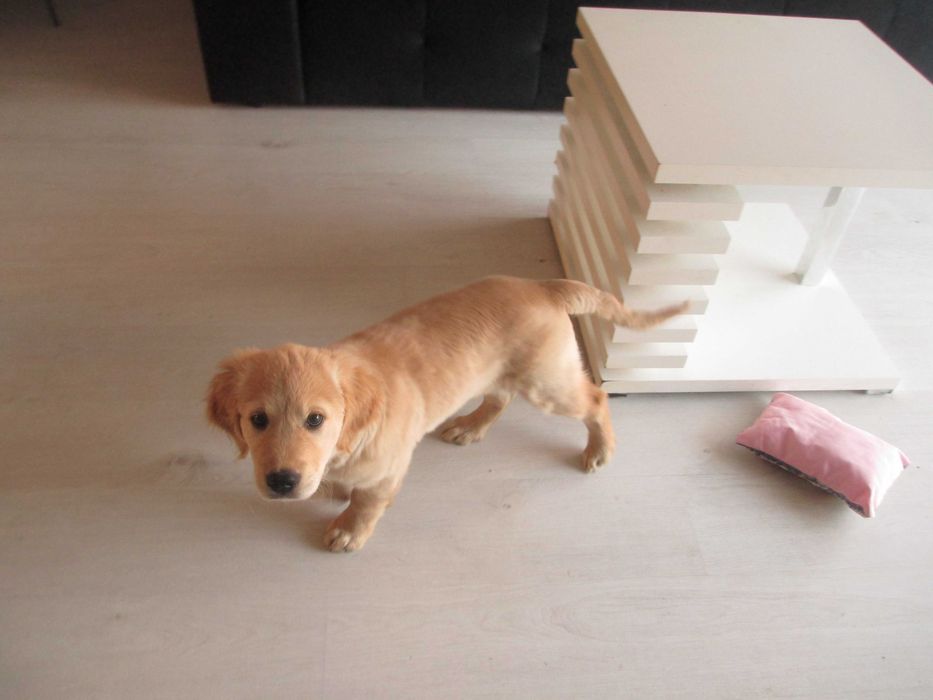 Szczeniak piesek GOLDEN RETRIEVER