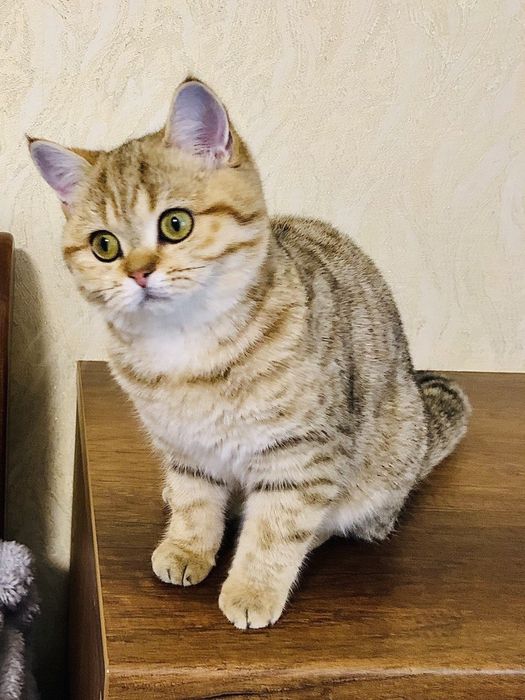 Неймовірні золоті кошенятко . Купити в Київі в Україні.