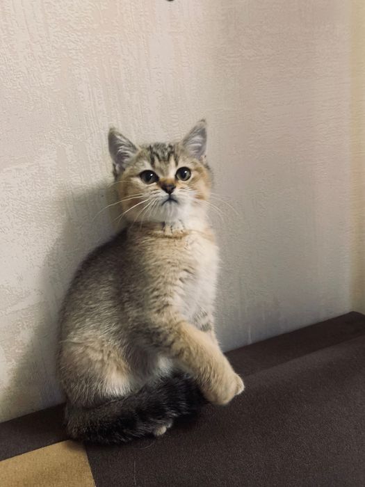 Продаются котята шотландские(шиншилы)