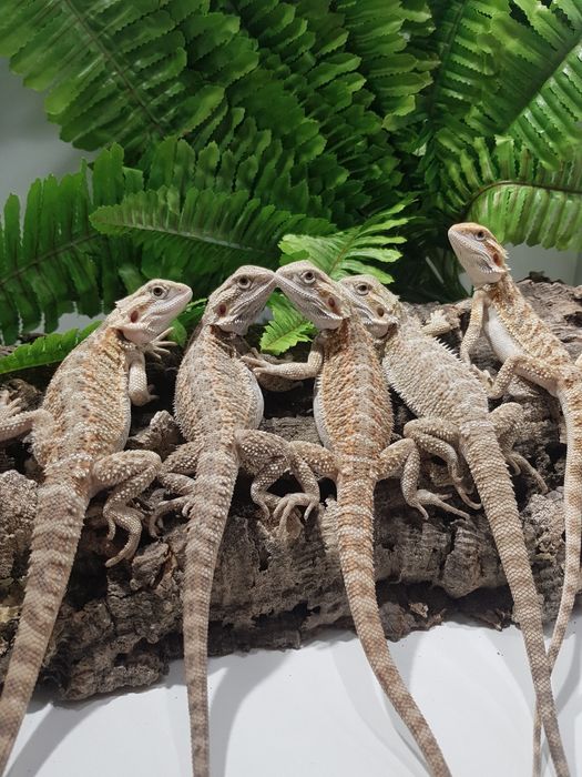 Adama brodata młode Agamy brodate jaszczurka