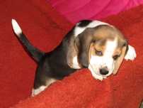 Fêmea Beagle Tricolor pequeno porte, com LOP/Pedigree/Afixo.
