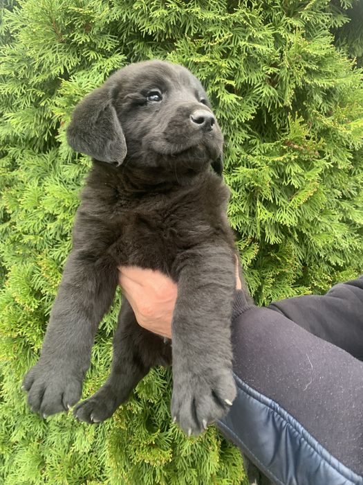 Продам цуценят Лабрадорів