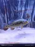 Cichla ocellaris