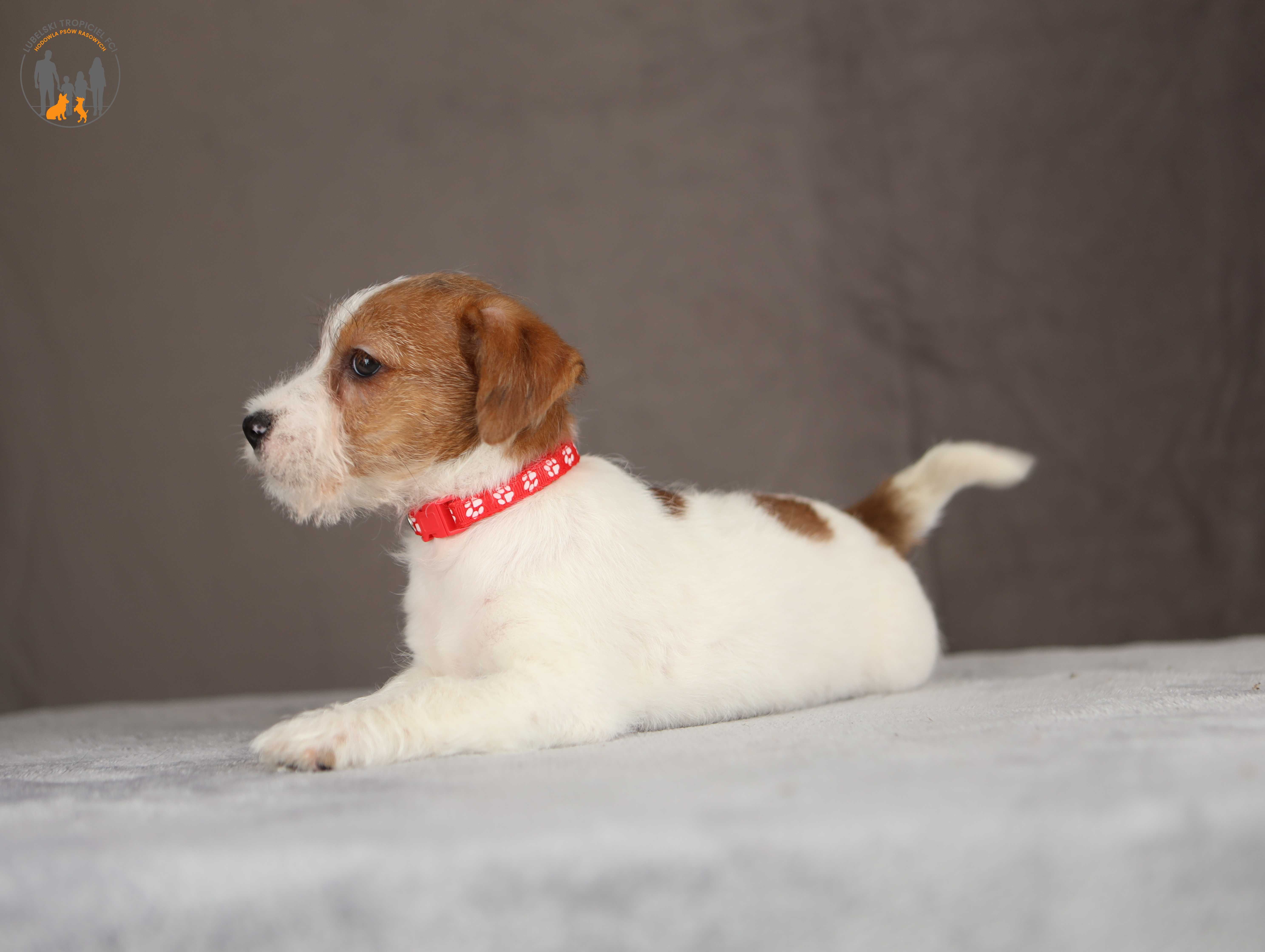 Jack Russell Terrier ZKwP FCI suczka po CH.PL rezerwacja