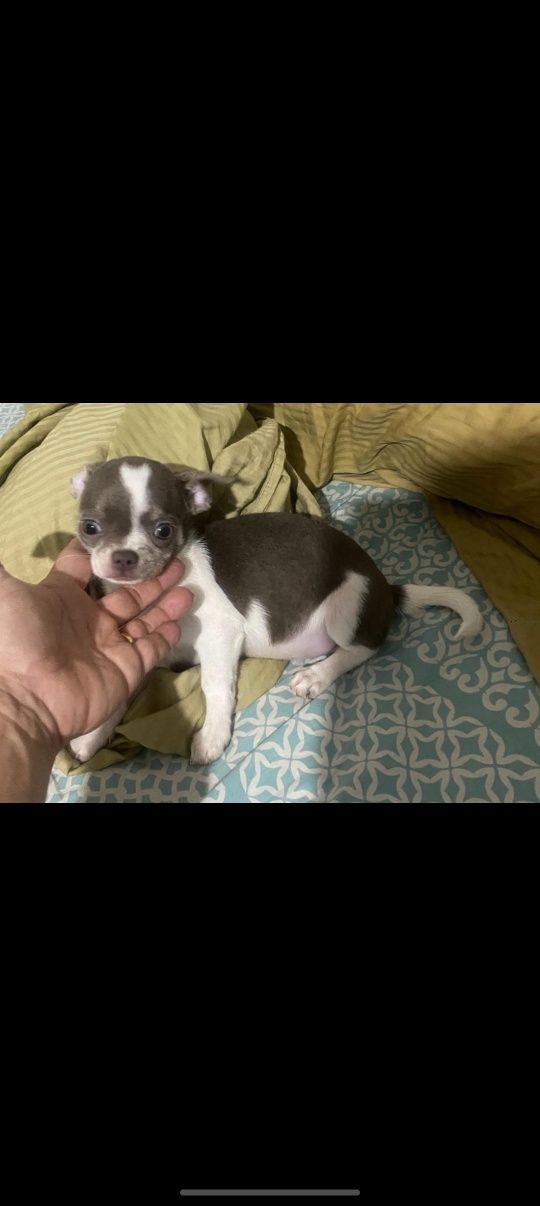 Chihuahua menina mini
