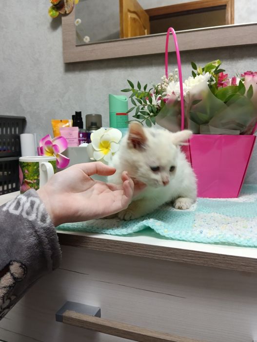 Котёнок ищет дом,