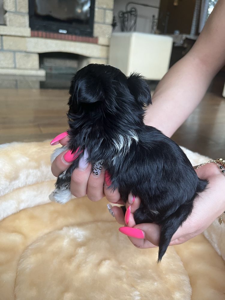 Yorkshire terrier, york, merle, pies, chłopczyk