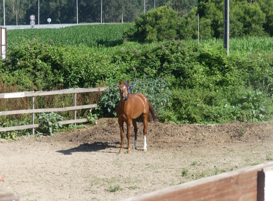 Cavalos a penso em Matosinhos