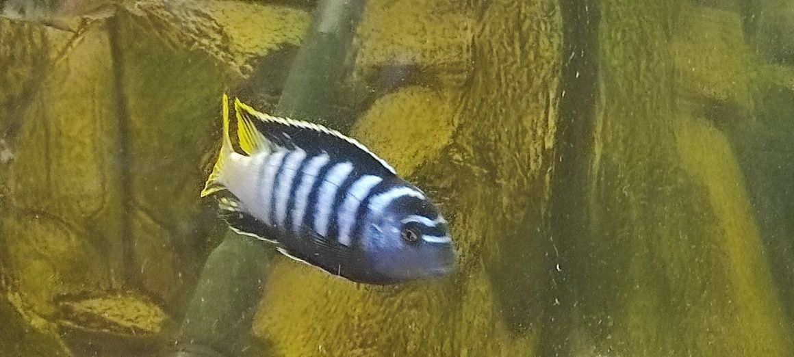 pyszczaki labeotropheus,socolofi,hongi, haplochromis,mphanga,metriclim