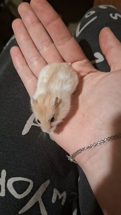 Хомячки джунгарики