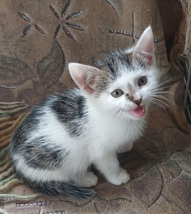Отдам котёнка-девочку