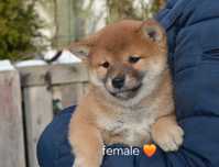 Шиба іну, сіба іну, shiba