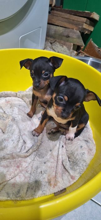 Pinczer miniaturowy, Ratlerek Szczeniak Suczka!