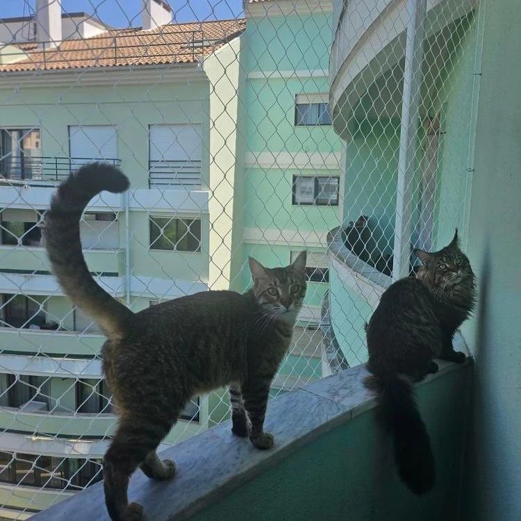 Rede de proteção anti-queda para gato